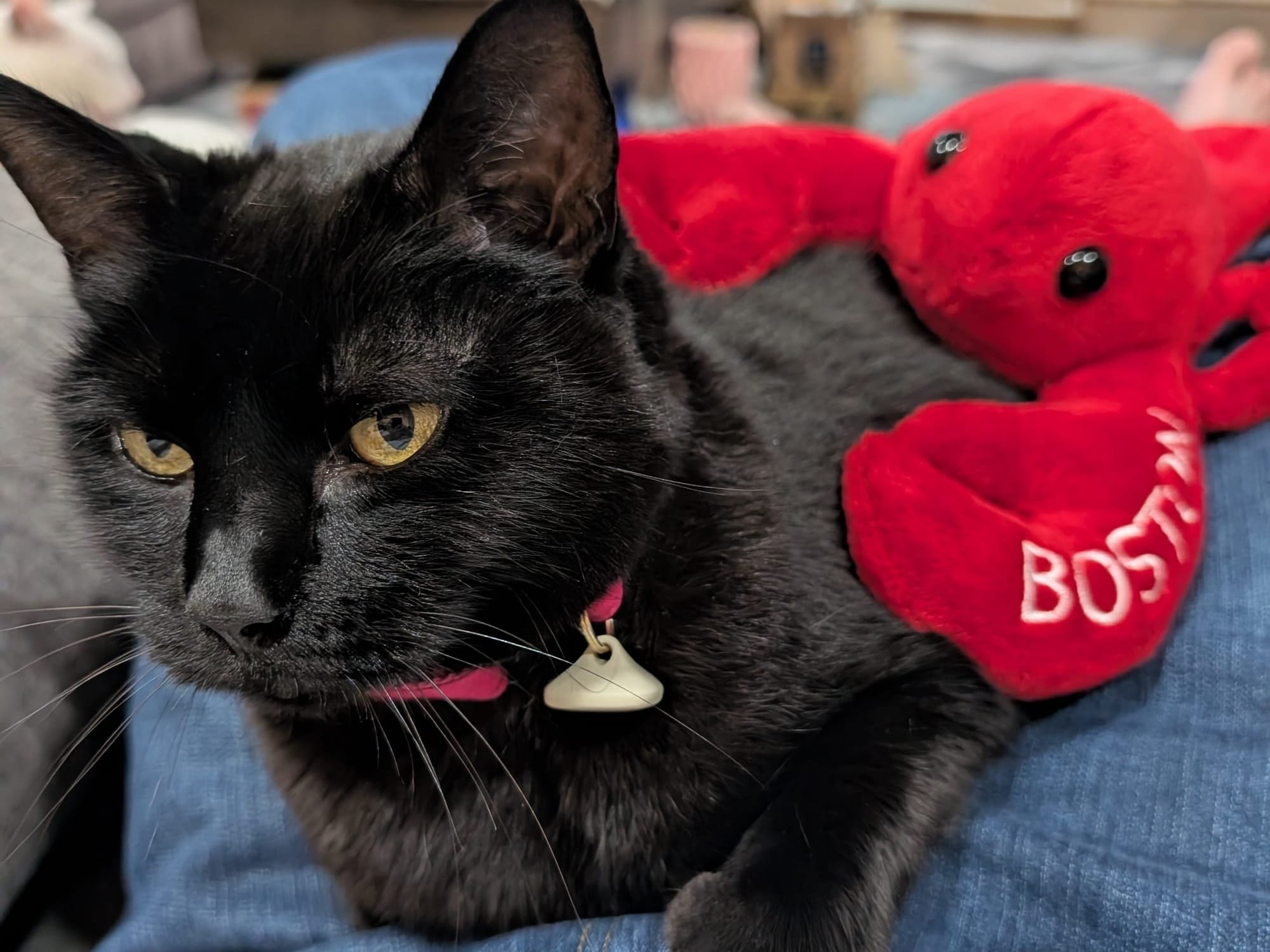 Cat with a Lobster Plushie